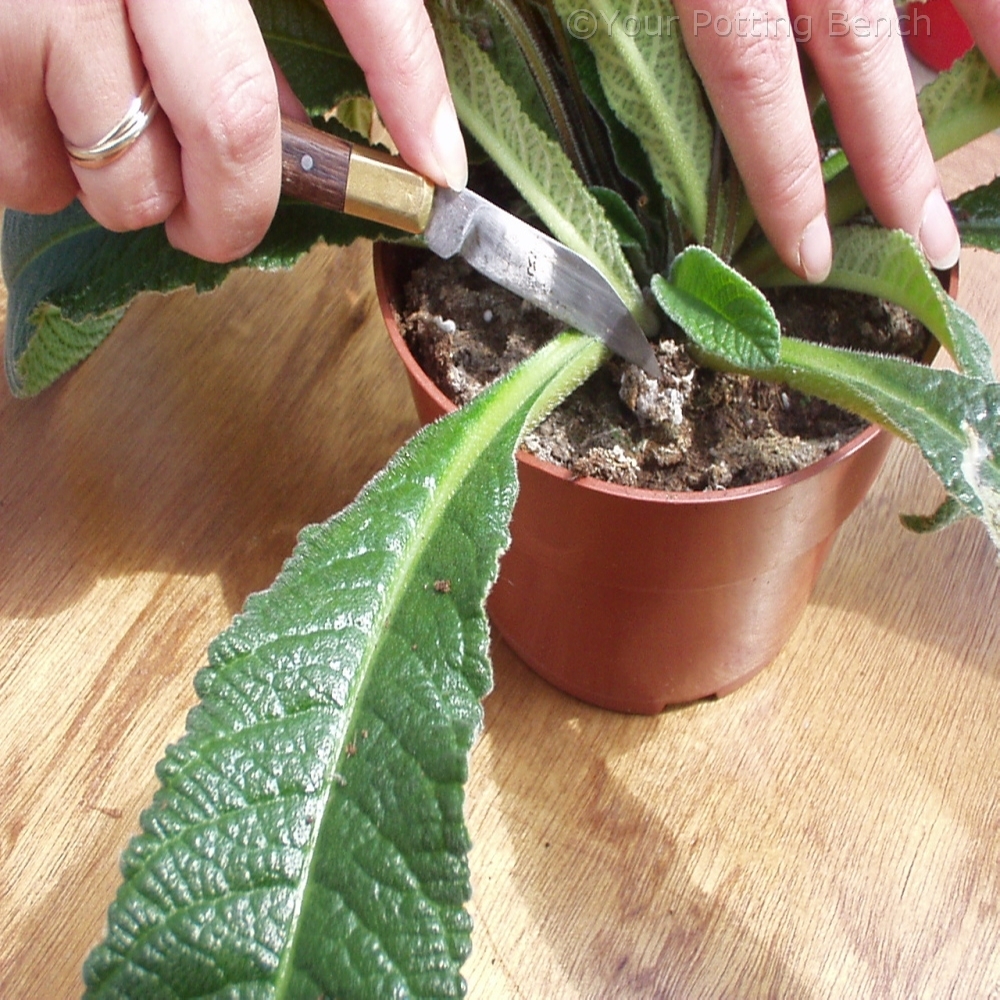 Learn about Hows to take Leaf Cuttings